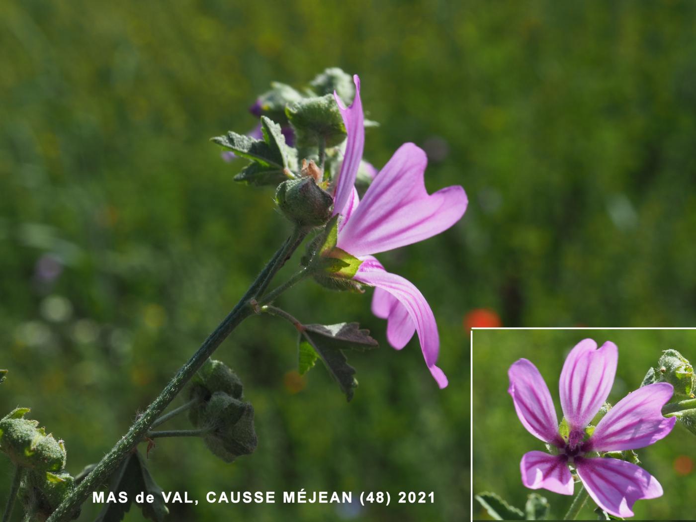 Mallow, Common flower